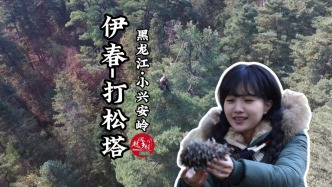 徒手爬上10層樓高的松樹，黑龍江伊春打塔人的采松塔日常