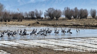 西藏南木林：黑頸鶴如期赴約 22年保護(hù)實(shí)現(xiàn)種群增長