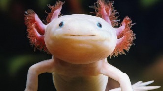 最新研究證實脊椎動物胸腺可“從零再生”