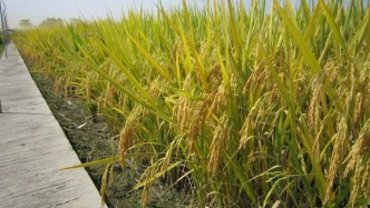 我國科學家破解水稻高溫感知機制 助力水稻穩(wěn)產