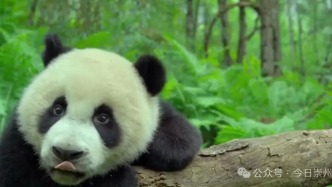 20臺(tái)相機(jī)，拍下“明星生活秀”