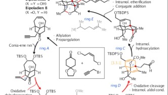 蘭州大學(xué)科研團(tuán)隊基于橋頭烯酮化學(xué)實現(xiàn)萜類天然產(chǎn)物合成新突破
