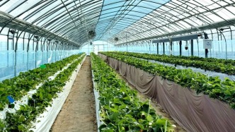 南京溧水｜长乐社区：玩转“甜蜜经济”