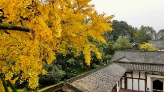 沙坪壩藏著兩個(gè)小院，“秋風(fēng)”一吹，就成了重慶最美的金色客廳