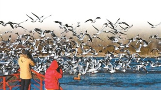 高原生態(tài)煥新顏 候鳥歡聚展生機(jī)