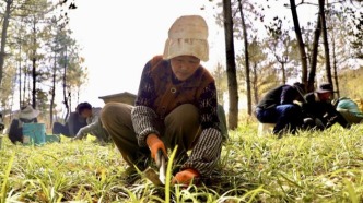 拉薩青年林卡公園竣工 25.3公頃荒地變身生態(tài)樂園