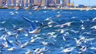 站在海邊，看著一群群海鷗自由飛翔，心中不禁涌起對自由的無限向往