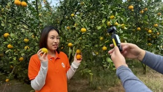 德慶貢柑形象大使“上崗”，深入田間地頭講好貢柑故事