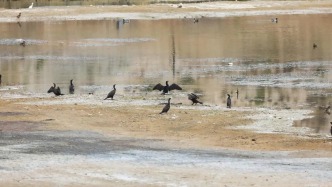 萬(wàn)千飛鳥相與還——遷徙候鳥見證秦王川綠色蛻變