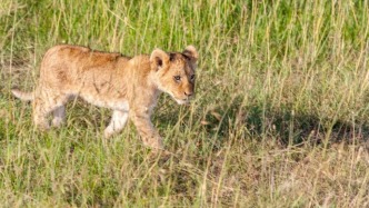 春节9天假直奔肯尼亚?这届游客开始“错峰”看动物