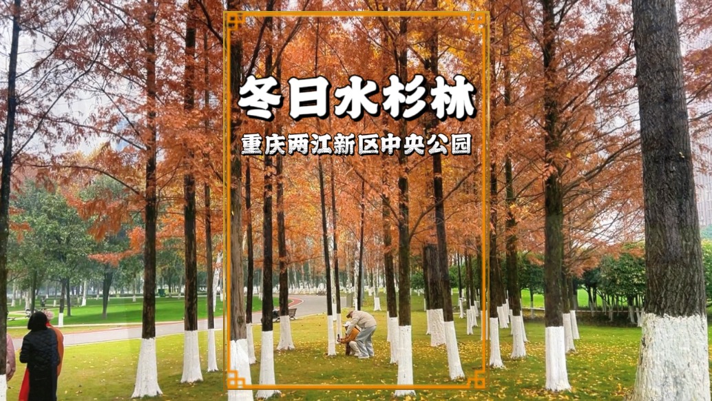 重慶中央公園的水杉林紅了，樹葉紅黃交織，宛如一幅會(huì)呼吸的油畫