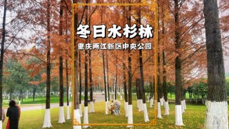 重慶中央公園的水杉林紅了，樹葉紅黃交織，宛如一幅會呼吸的油畫