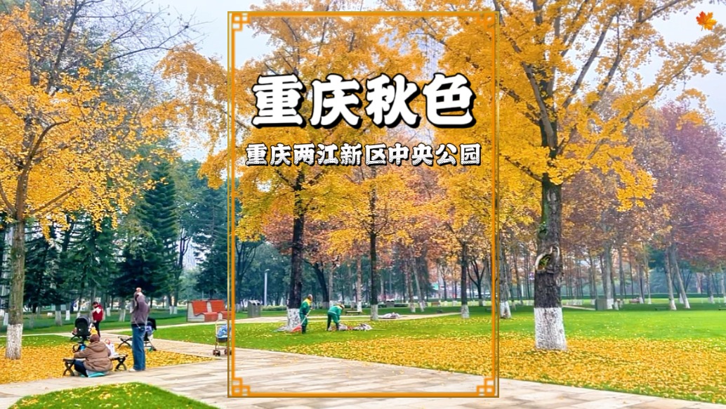 初冬時節(jié)，實拍重慶街頭的秋色，層林盡染，美不勝收