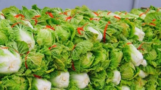 一屯一麻袋，山東人冬日為什么對(duì)白菜情有獨(dú)鐘？