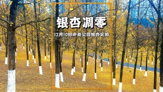 實(shí)拍重慶中央公園銀杏林，90%銀杏葉已凋零，若想賞秋明年趁早