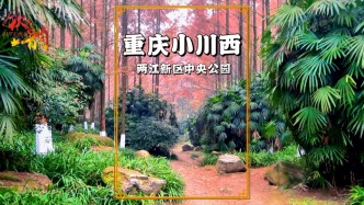 重慶有個小川西，目前水杉正紅，是冬日賞景、拍照的絕佳去處