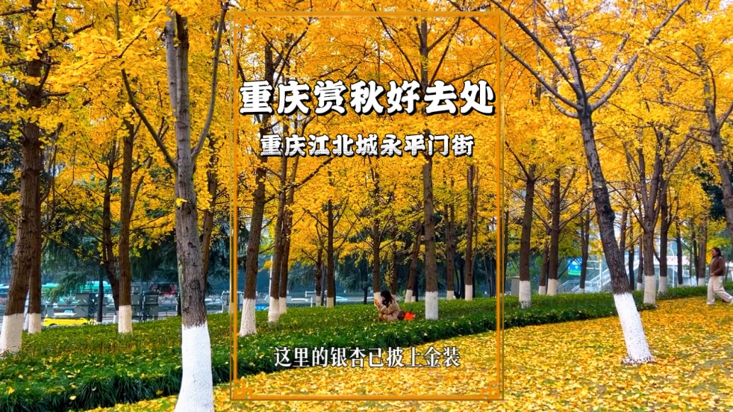 重慶賞秋寶藏地，江北城永平門街的銀杏黃啦，交通方便免費(fèi)開放