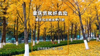重慶賞秋寶藏地，江北城永平門(mén)街的銀杏黃啦，交通方便免費(fèi)開(kāi)放
