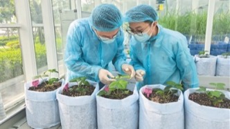 應(yīng)變求變開新局 ——三亞擘畫“十五五”發(fā)展宏偉藍圖