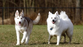 00后養(yǎng)寵人數(shù)約兩千萬，寵物經(jīng)濟(jì)大火怎么看？