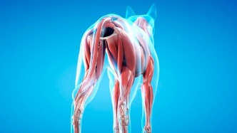 脊椎動(dòng)物器官再生，何以實(shí)現(xiàn)？