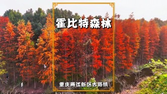 重慶冬游好去處，霍比特森林的水杉紅啦，紅黃枝葉交織成童話秘境