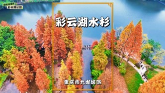 重慶城區(qū)冬游秘境，彩云湖的水杉紅了，隨手一拍美如畫卷