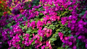 街頭“爆款”！三角梅搶占鼎湖gai花“C位”→