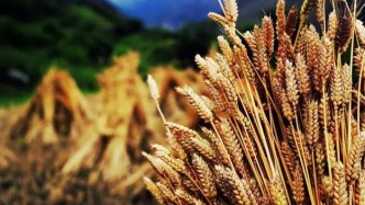 西藏青稞氣象觀測步入“智慧時(shí)代”