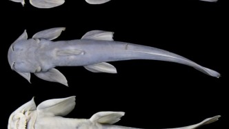 西藏發(fā)現(xiàn)魚類新物種！