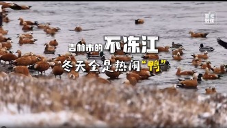 吉林市的不凍江，冬天全是熱鬧“鴨”！