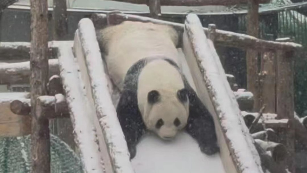 森林寶藏黑白間，熊貓可愛如精靈