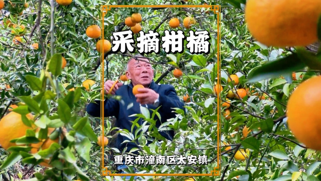 重慶周末游：到鄉(xiāng)下采摘柑桔，枝頭墜滿碩果，盡享采摘的樂趣