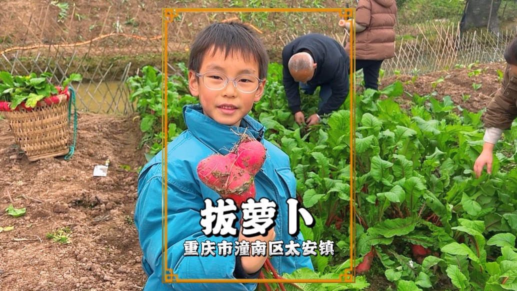 周末重庆乡村游，带着小朋友拔萝卜，在劳作中感受田园乐趣