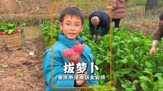 周末重慶鄉(xiāng)村游，帶著小朋友拔蘿卜，在勞作中感受田園樂(lè)趣