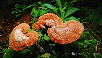 崇州这里种灵芝，养生又美味！