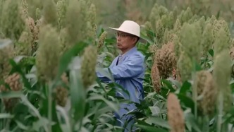 曾是无人问津的“边缘粮”，如今登《科学》顶刊，高粱凭啥逆袭？