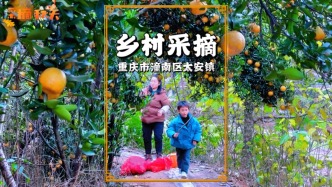 冬日重慶周末游，柑桔采摘正當(dāng)時(shí)，把冬日甜蜜與悠閑打包帶回家