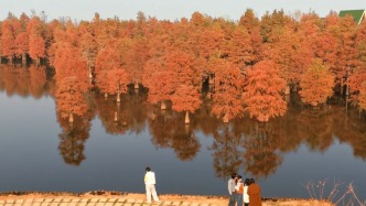絕美！一起去南昌美麗鄉(xiāng)村探索“水杉秘境”