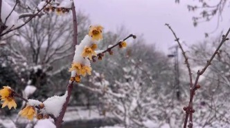 濟(jì)南千佛山蠟梅園，邀你共赴寒中香約