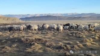 西藏首個國家級地理標(biāo)志保護示范區(qū)驗收確認(rèn)