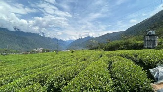 茶香漫墨脱：金融活水浇开高原“致富花”