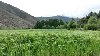 高原地區(qū)居民平衡膳食原則與建議（3）
