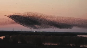 黄河口“鸟浪化鲲”太震撼，有人研究这个竟然得了诺贝尔物理学奖？