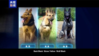 公安部严选！昆明犬为何是警犬界“国货之光”？