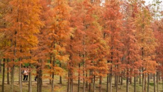水杉披彩 美景如畫