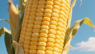 一分鐘了解玉米種業(yè)的發(fā)展變化！