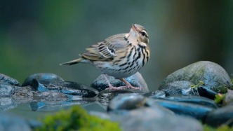 四季·脉动——忽而冬至，春归有期