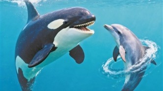 虎鯨和海豚竟然是一對“飯搭子”