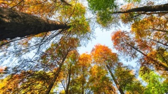 肇慶落羽杉最美的時候到了！附賞景攻略→